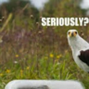 Meet your Posher, Paulette s s